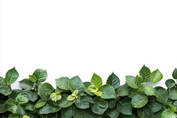 Lush green foliage border on white background.