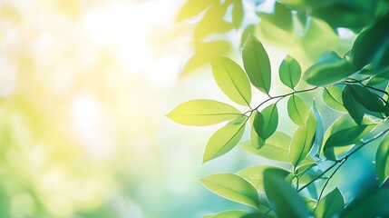 Obraz premium A leafy green tree with a bright sun shining on it