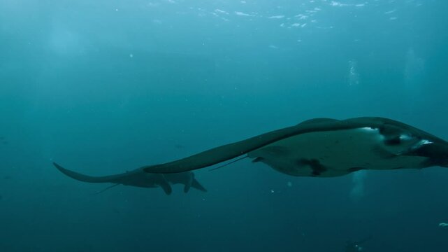 Couple of Manta Rays Swimming in Blue Water of Ocean. Divers Shooting Marine Environment of Underwater Nature with Beautiful Stingrays in Open Sea. Concept of Aquatic Wildlife and Undersea Animals