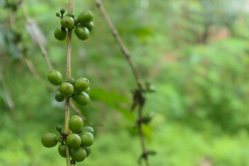 green coffee fruit with stalk photographed in daylight