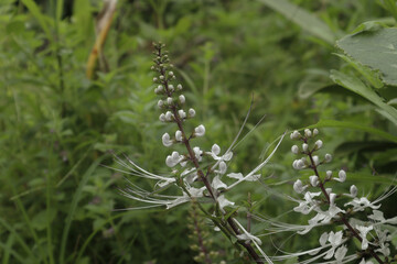 orthosiphon aristatus plant with white flowers outdoors