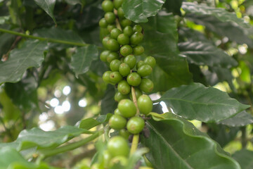 photo of green coffee fruit on the tree. taken in the afternoon