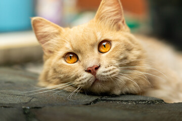 A golden cat gazes thoughtfully, showcasing its soft fur and expressive amber eyes. The natural light enhances its elegant posture and serene demeanor in this detailed close-up.