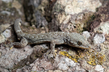lizard on a rock
