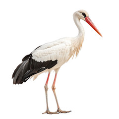 Obraz premium Elegant White Stork Standing