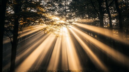 Golden Sunbeams Illuminating Misty Forest Path