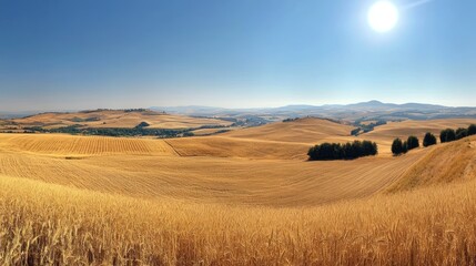 Obraz premium A panoramic view of golden fields under a clear blue sky with a bright sun.