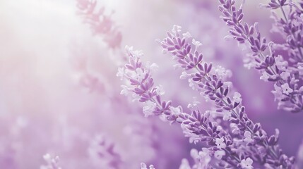 Obraz premium A bunch of purple flowers with a light blue background