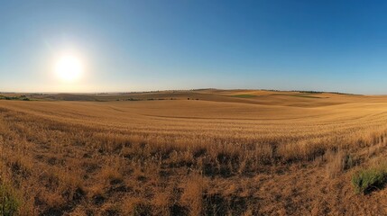 Obraz premium A panoramic view of golden fields under a clear blue sky with a bright sun.