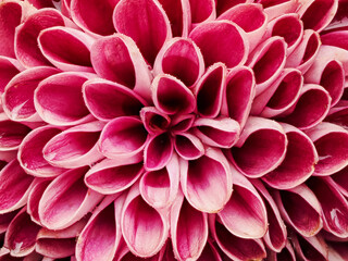 Single flower of dahlia