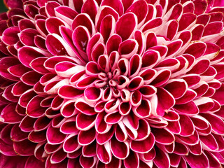 Single flower of dahlia