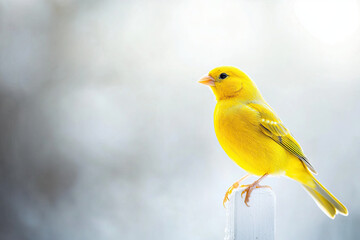 Fototapeta premium Yellow canary perched and looking ready to sing, perfect for a minimal, clean theme