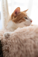 窓辺でくつろぐ可愛い猫　茶トラ白