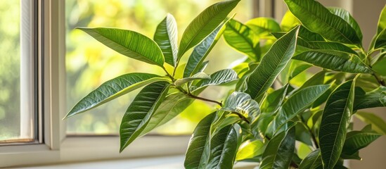 Obraz premium Mango plant showcasing vibrant green foliage elegantly positioned on a white windowsill enriching indoor decor ambiance