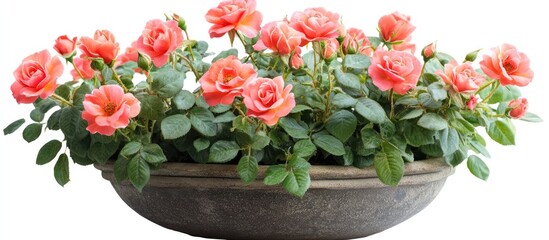 Obraz premium Vibrant miniature rose plant in a decorative pot ideal for enhancing indoor decor and creating a cheerful atmosphere.
