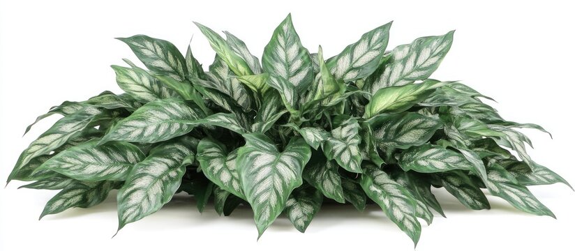 Vibrant Aglonema Silver Moon Plant with Distinctive Silver and Green Foliage Perfect for Home Decor Enhancement and Interior Aesthetics