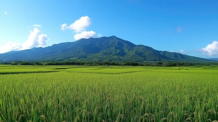 Fototapeta premium Lush green rice fields with majestic mountains under a clear blue sky showcasing serene nature and beautiful landscape scenery.