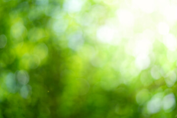 Obraz premium Blurry green bokeh leaves abstract background