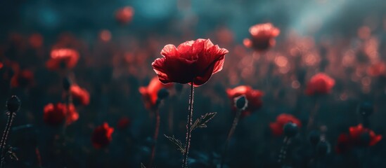 Obraz premium Vibrant red poppies blooming in a serene nature setting with soft sunlight creating a dreamy atmosphere and blurred background.