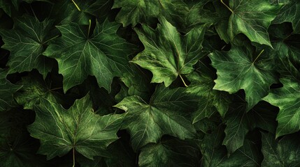 Fresh vibrant green maple leaves texture background in natural setting showcasing seasonal foliage and rich detail.