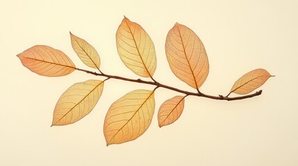 Fukugi tree leaves natural light background delicate botanical composition