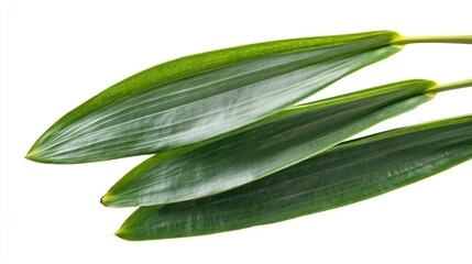 Obraz premium Coconut tree leaves isolated on white background perfect for design and natural themes showcasing tropical vegetation and greenery