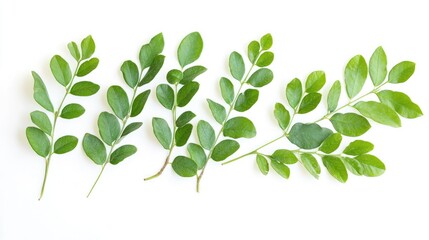 Obraz premium Tiliacora triandra Leaves Isolated on White Background Highlighting Medicinal Plant Properties and Natural Beauty