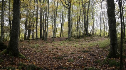 Obraz premium Forest floor perspective showcasing trees and sky surrounded by autumn foliage and natural beauty in a serene woodland environment