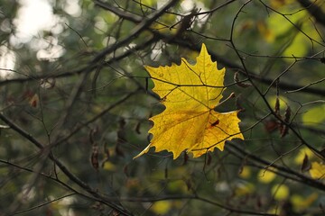 foglia caduta nel bosco in autunno su una pianta