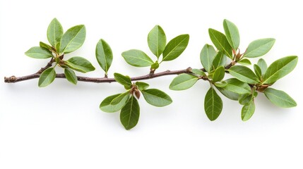 Fototapeta premium Daphne leaves arranged on a clean white background showcasing their vibrant green color and lush texture for botanical design use.