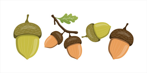 Vector Illustration of Oak Tree Acorns