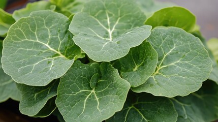 Fresh arugula leaves with vibrant green color and intricate veining suitable for culinary and gardening projects.
