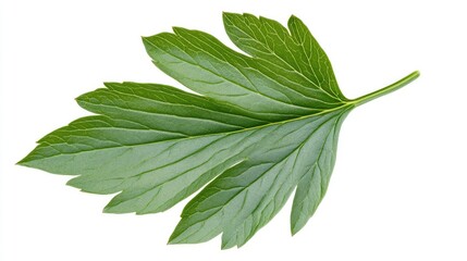 Obraz premium Peony flower leaf isolated on white background showcasing vibrant green color and detailed leaf structure for botanical design purposes