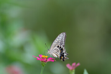 花の蜜を吸うアゲハチョウ