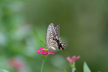花の蜜を吸うアゲハチョウ