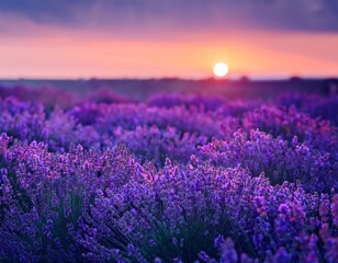 Fototapeta premium A field of lavender flowers bathed in the warm light of sunset creates a breathtaking scene, evoking a sense of peace and tranquility