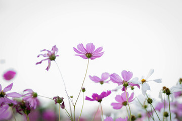 Cosmos flowers in full bloom