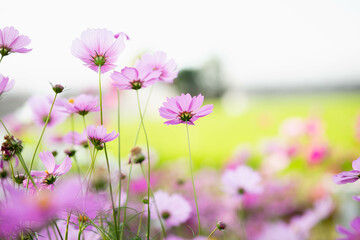 Cosmos flowers in full bloom