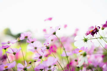 Fototapeta premium Cosmos flowers in full bloom