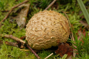 Closeup on a common earthball mushroom, scleroderma citrinum on the forest floor