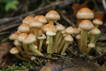 Closeup on a group of False rock brick-red mushrooms, Hypholoma lateritium