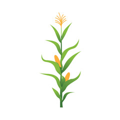 Lush Corn Plant Stalks in Agricultural Field Vector