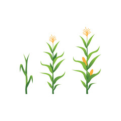 Vector Illustration of Corn Plant on Field