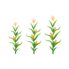 Vector Illustration of Corn Plant on Field