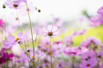 Obraz premium Cosmos flowers in full bloom