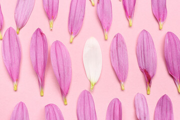 Naklejka premium Chrysanthemum flower petals on pink background