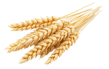 Set of Wheat Ears and Heads isolated on transparent Background