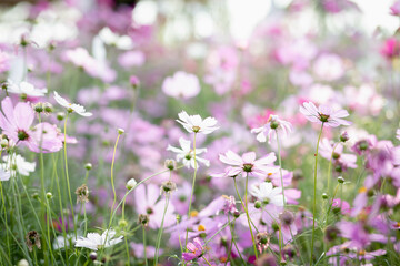 Cosmos flowers in full bloom