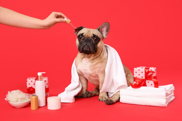 Cute French bulldog in towel with spa supplies, gifts and female hand holding pipette on red...