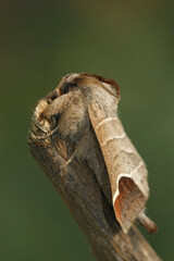 Vertical closeup on the Chocolate-tip moth, Clostera curtula on top of a twig